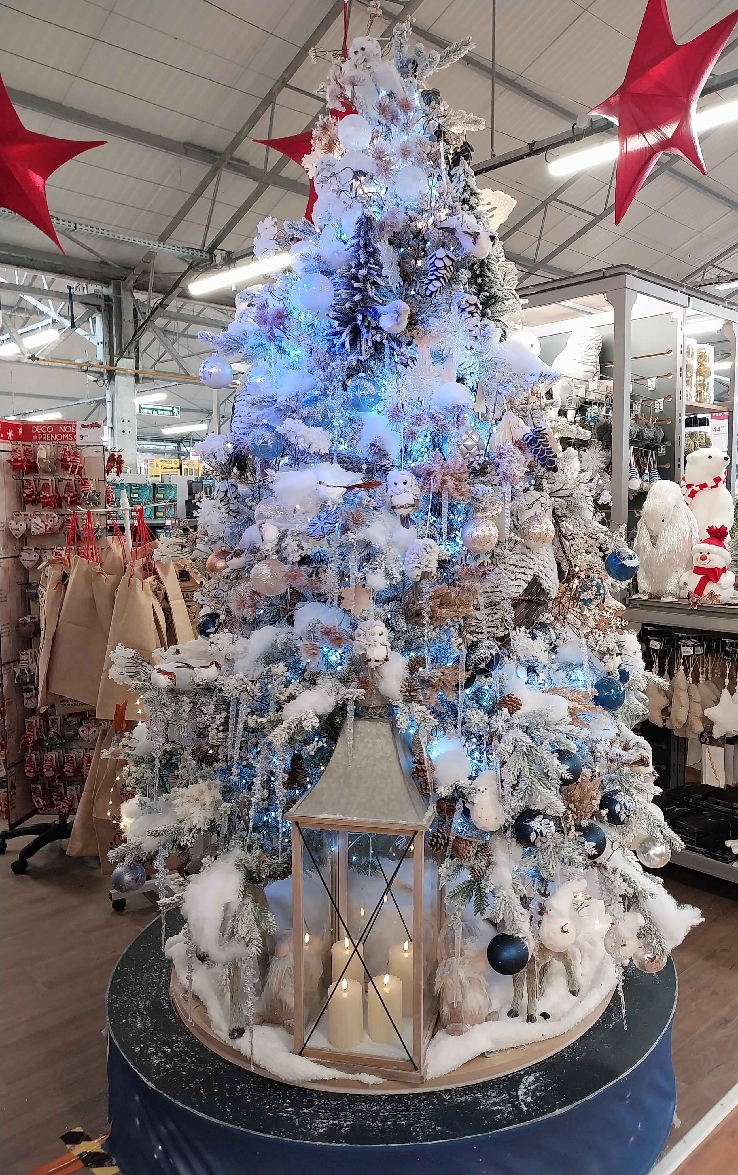 Photo n° 9 de l'avis de sapin. fait le 02/11/2023 à 12:32