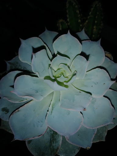 Explore tattoo ideas for men with meaning forearm, creative tattoo ideas in Nashua, available at The Piercing Smiths