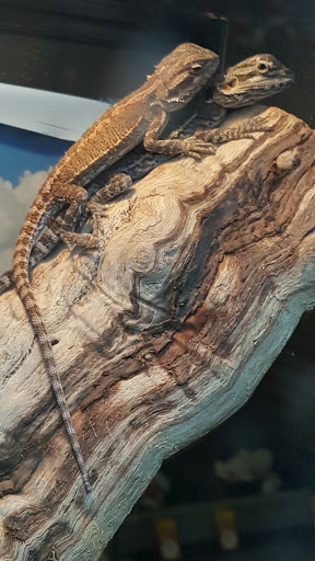 Pet Supply Store «PetSmart», reviews and photos, 1183 Berkshire Blvd, Wyomissing, PA 19610, USA