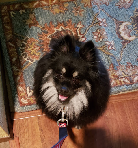 Pet Supply Store «Paws In The Park», reviews and photos, 17833 1st Avenue South, Seattle, WA 98148, USA