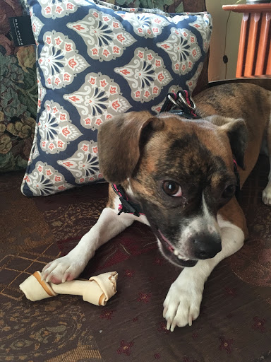 Pet Store «Pet Valu», reviews and photos, 601 US-206, Hillsborough Township, NJ 08844, USA