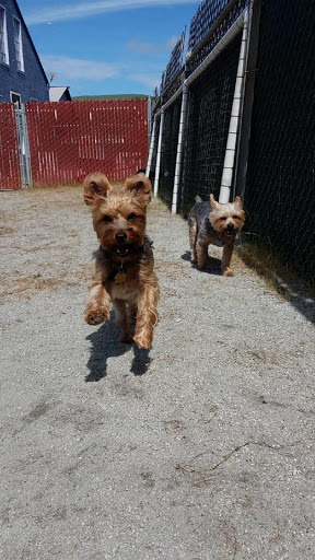 Here, Doggy image