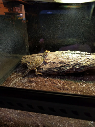 Pet Store «Critter Cabana», reviews and photos, 516 E 1st St, Newberg, OR 97132, USA