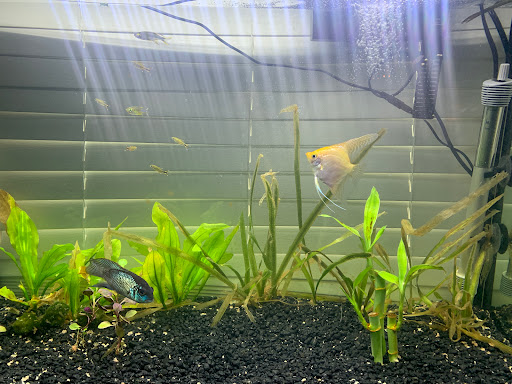 Pet Store «Fins Feathers Paws & Claws», reviews and photos, 436 Main St, Harleysville, PA 19438, USA