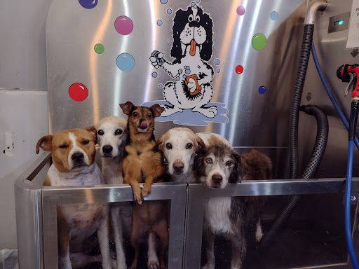 Pet Groomer «Belly scRubs Self Service Pet Wash», reviews and photos, 119 WV-34 #1, Hurricane, WV 25526, USA