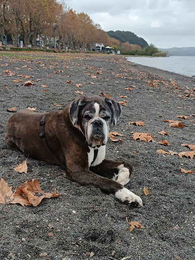 Cremazioni e sepolture per cani a Pet Heaven - Cremazione Animali