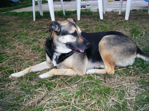 Pet Groomer «Fairview Pet Center», reviews and photos, 1451 S M 52, Owosso, MI 48867, USA