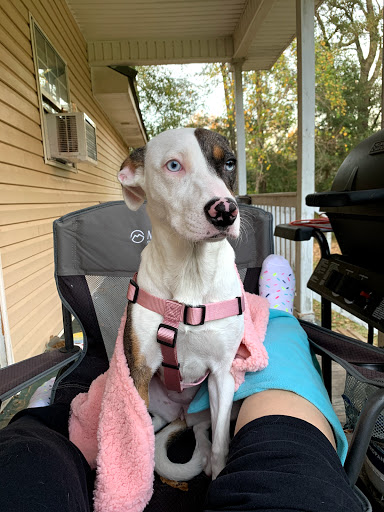 Companion Animal Hospital image