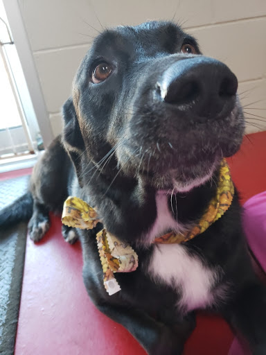 Car Wash «Quick Clean Car & Pet Wash Store, Ltd.», reviews and photos, 2500 Mayfair Rd, Akron, OH 44312, USA