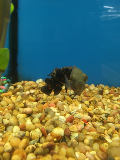 Pet Supply Store «Pet Supplies Plus», reviews and photos, 5708 State St, Saginaw, MI 48603, USA