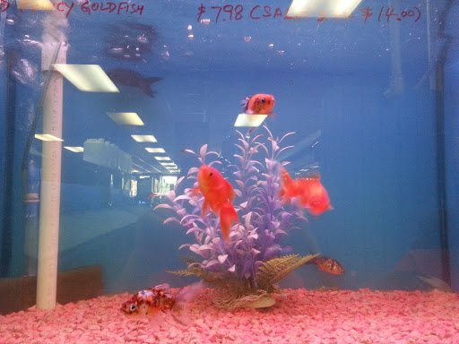 Pet Store «Fontana Tropical Fish & Pets», reviews and photos, 9830 Sierra Ave, Fontana, CA 92335, USA