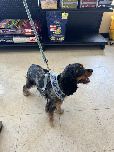 Pet Supply Store «Pet Life | Supplies, Services & Knowledge», reviews and photos, 517 S Broadway, Salem, NH 03079, USA