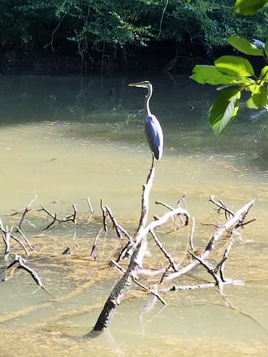 Hiking Area «Gold Branch Trail», reviews and photos, 6156 Lower Roswell Rd, Marietta, GA 30068, USA