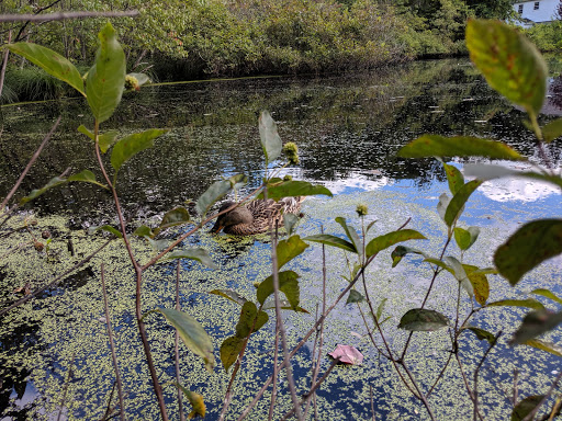 Nature Preserve «Dolan Pond Conservation Area», reviews and photos, Webster Park, West Newton, MA 02465, USA