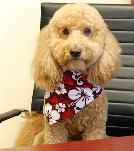 Insurance Agency «Allstate: Lisa Faina», reviews and photos