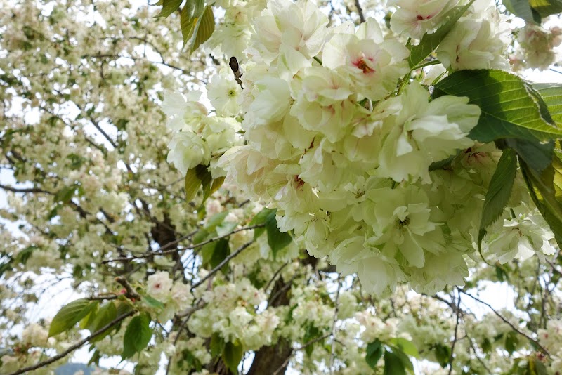 黄桜の丘公園