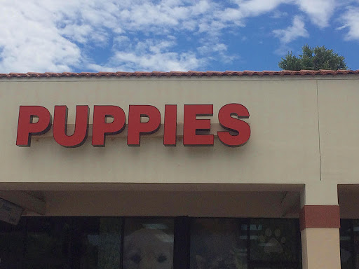 Puppies for sale Orlando