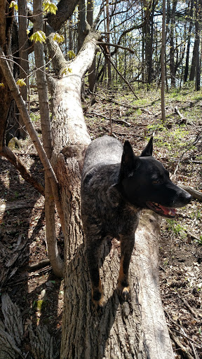 Nature Preserve «DeVries Nature Conservancy», reviews and photos, 2635 N Michigan 52, Owosso, MI 48867, USA