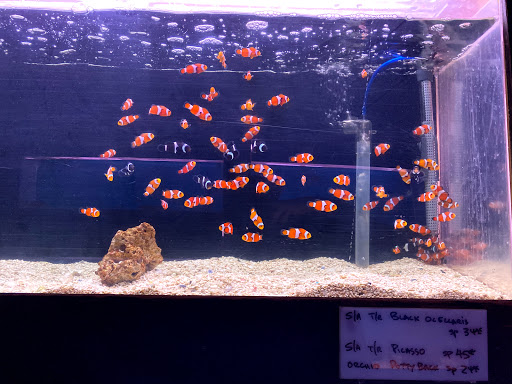 Tropical Fish Store «Lucky Ocean Aquarium», reviews and photos, 109 Balboa St, San Francisco, CA 94118, USA