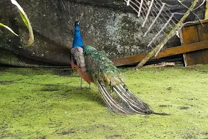 Parque Real de Aves Exoticas(aviario) image