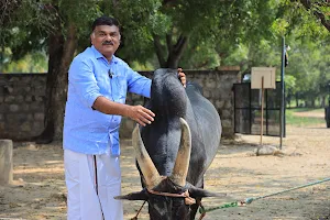 Senaapathy Kangayam Cattle Research Foundation image