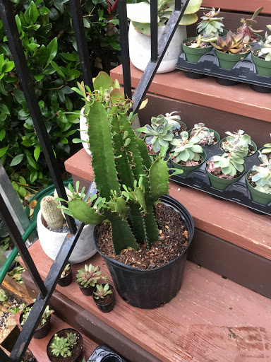 Wholesale Florist «Urban Jungle», reviews and photos, 2603 Sherman Ave NW, Washington, DC 20001, USA