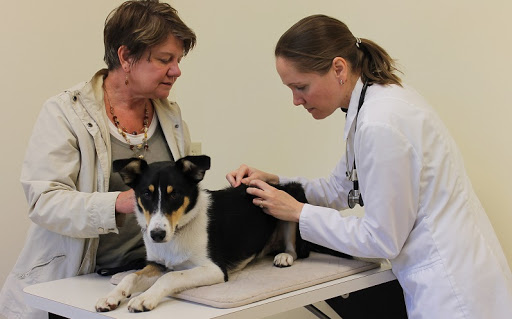 Pet Dermatology Clinic image