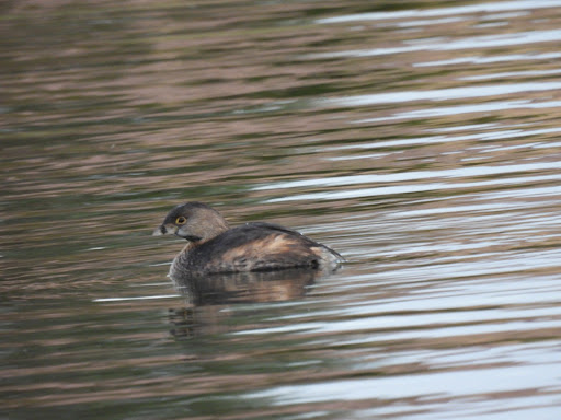 Park «Trailside Point Park», reviews and photos, 7215 W Vineyard Rd, Laveen Village, AZ 85339, USA