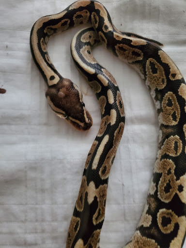 Pet Supply Store «Pet Den», reviews and photos, 1209 Nederland Ave, Nederland, TX 77627, USA