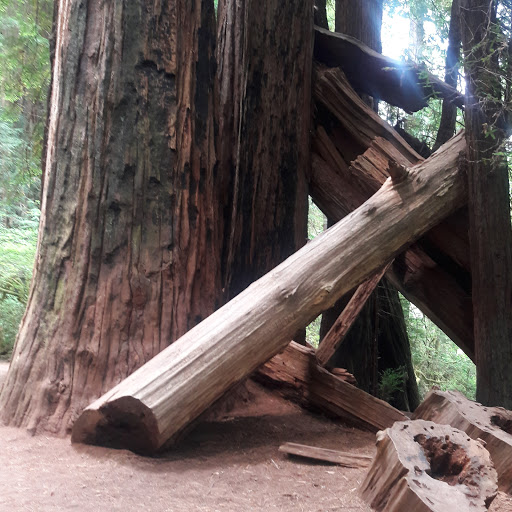 Cafe «The Good Harvest Cafe», reviews and photos, 575 US Hwy 101 S, Crescent City, CA 95531, USA