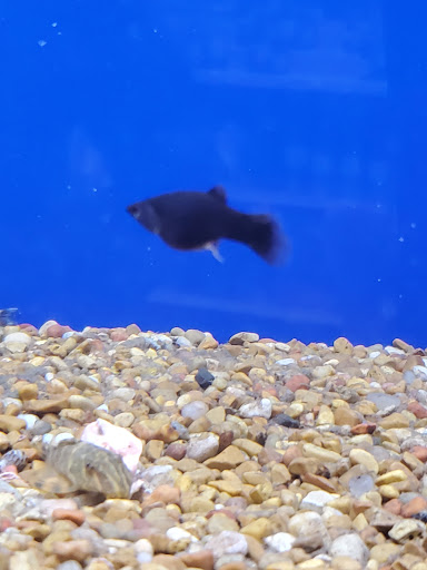 Pet Supply Store «PetSmart», reviews and photos, 1040 Cross Creek Dr, Saltillo, MS 38866, USA