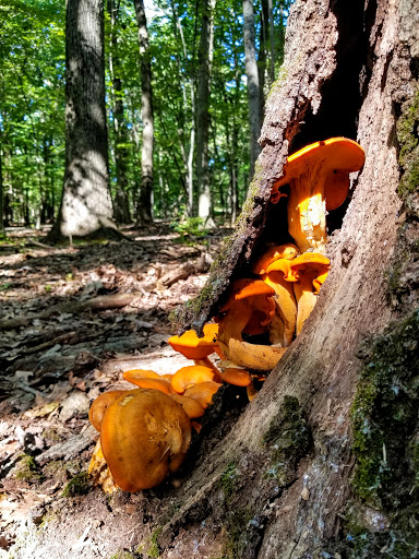 Park «Mills Reservation County Park», reviews and photos, Highland Ave, Cedar Grove, NJ 07009, USA