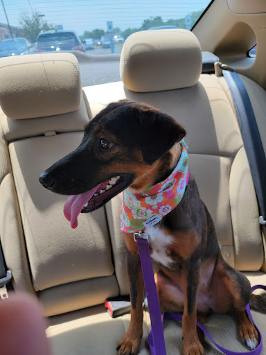 Pet Supply Store «PetSmart», reviews and photos, 2000 Clements Bridge Rd, Woodbury, NJ 08096, USA