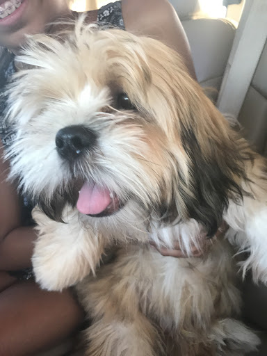 Pet Store «Petland Topeka», reviews and photos, 1801 SW Wanamaker Rd, Topeka, KS 66614, USA