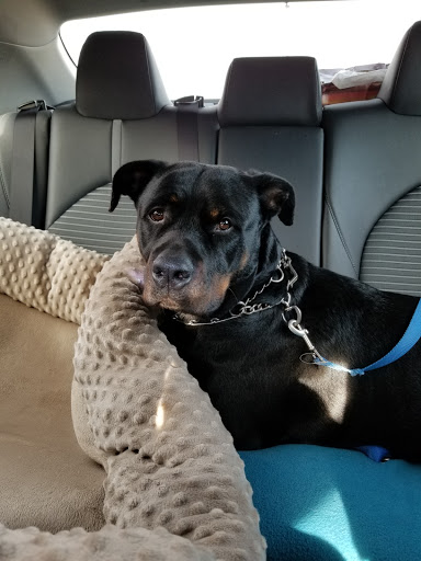 Pet Supply Store «Pet Supplies Plus», reviews and photos, 494 Westgate Dr, Brockton, MA 02301, USA