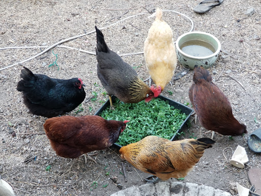 Pet Supply Store «Western Ranch & Pet Supply», reviews and photos, 103 Aegean Way, Vacaville, CA 95687, USA