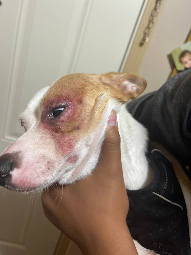 Pet Supply Store «PetSmart», reviews and photos, 430 NW Eastman Pkwy, Gresham, OR 97030, USA