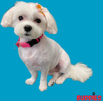 Buddies: Pet Daycare, Boarding and Grooming