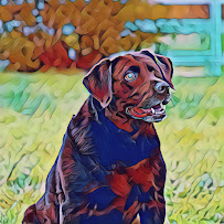 Romp N' Run Ranch - Photo 4 - Car repair in Leander, TX, Round Rock