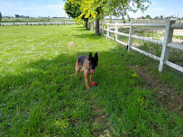 Ms. Dolittle for the Animals - Photo 4 - Car repair in , Nampa