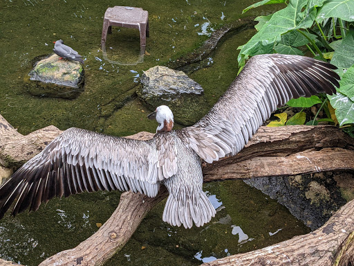 Non-Profit Organization «National Aviary», reviews and photos, 700 Arch St, Pittsburgh, PA 15212, USA