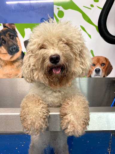 Big Tex Feed, Pet Supply, Dog Grooming Houston Tx