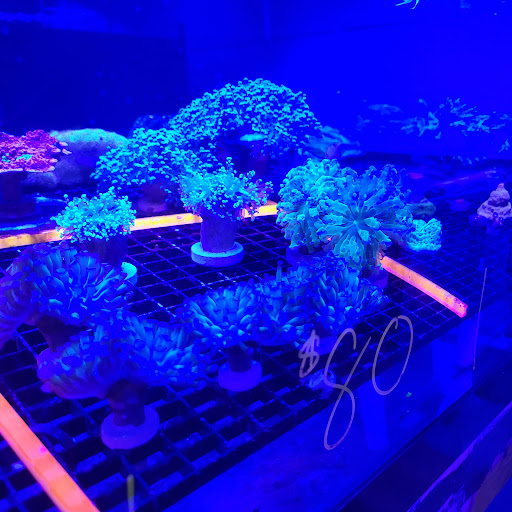 Tropical Fish Store «Blue Earth Corals & Aquariums», reviews and photos