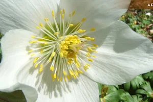 Aullwood Garden MetroPark image