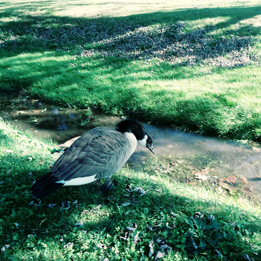 Public Golf Course «J.C. Martin Golf Course», reviews and photos, 652 Shunpike Rd, Erie, PA 16508, USA