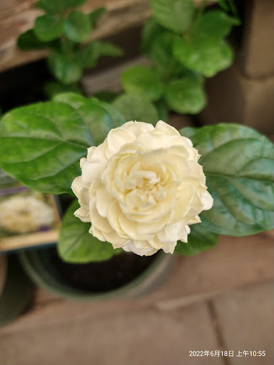 Plant Nursery «San Gabriel Nursery & Florist», reviews and photos, 632 S San Gabriel Blvd, San Gabriel, CA 91776, USA