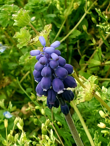 Park «Lions Park», reviews and photos, 1099 S Peach St, Duncanville, TX 75137, USA