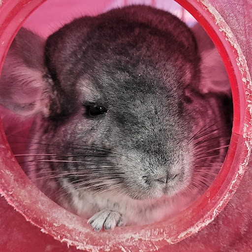 Pet Store «PV Pets», reviews and photos, 233 S Broadway, Pennsville, NJ 08070, USA