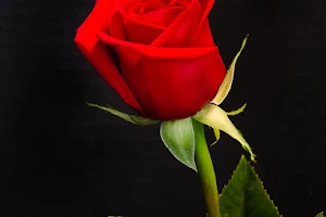Rose Of India image