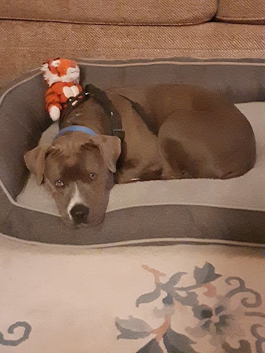 Pet Store «Pets Plus - Quakertown», reviews and photos, 117 S West End Blvd, Quakertown, PA 18951, USA